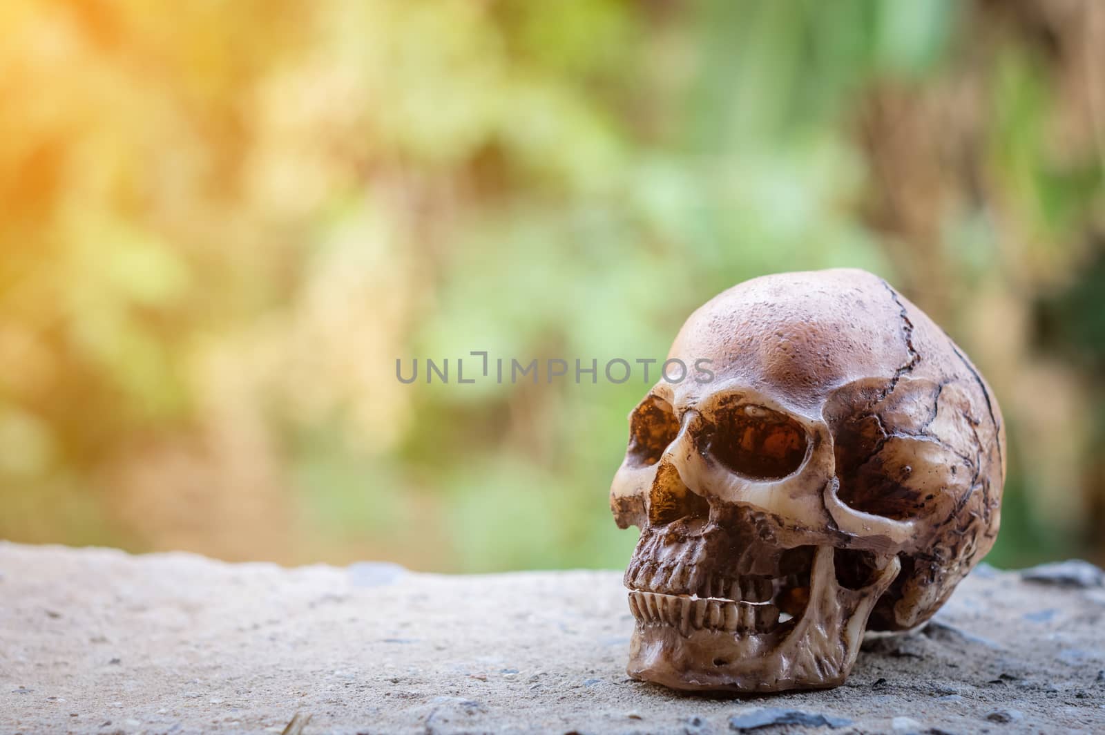  Skull on green background. by seksan44
