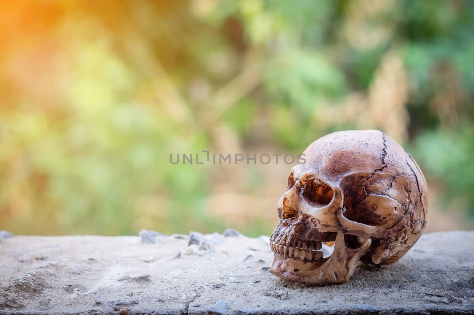 Skull on green bokeh background