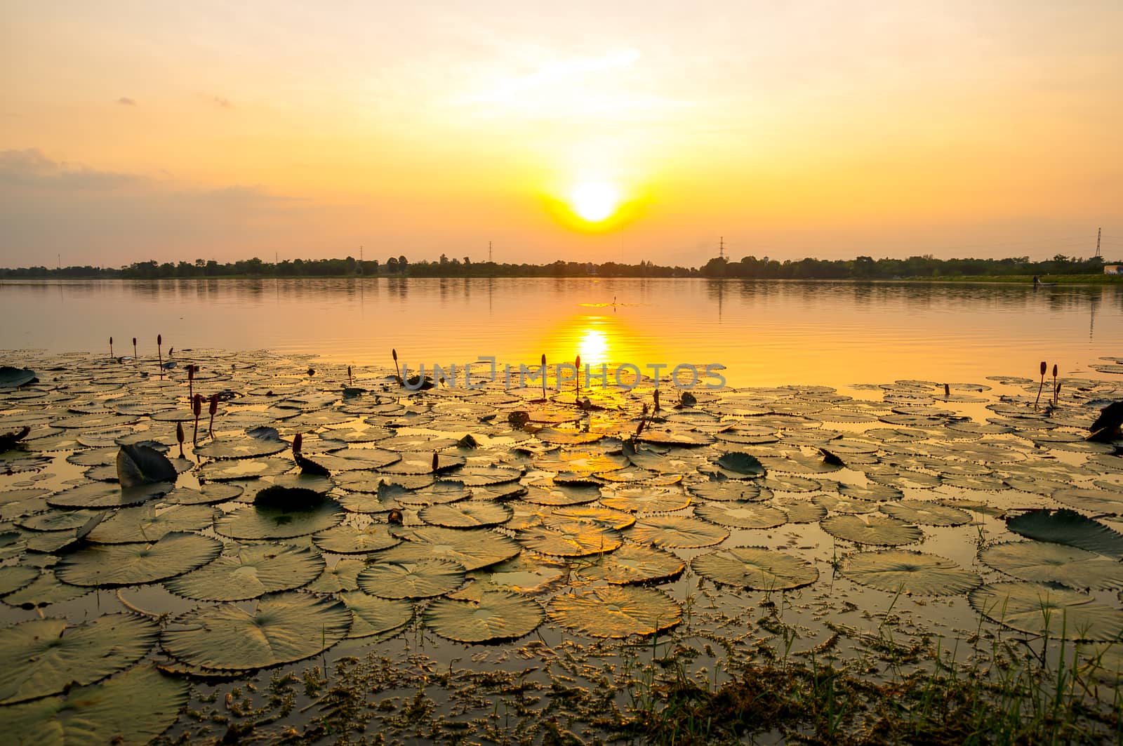 Sunset on the marsh. by seksan44