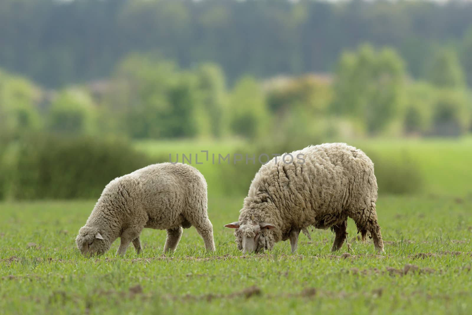 sheep on grass with blue sky, some looking at the camera