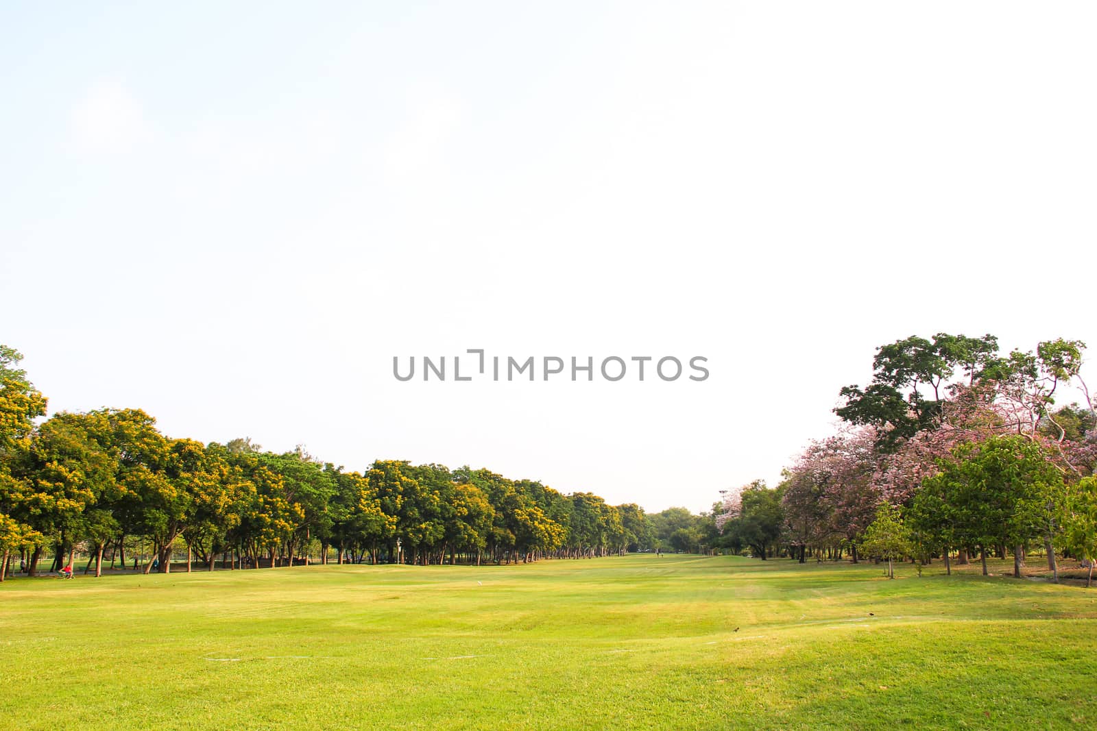 Green grass and trees in public park