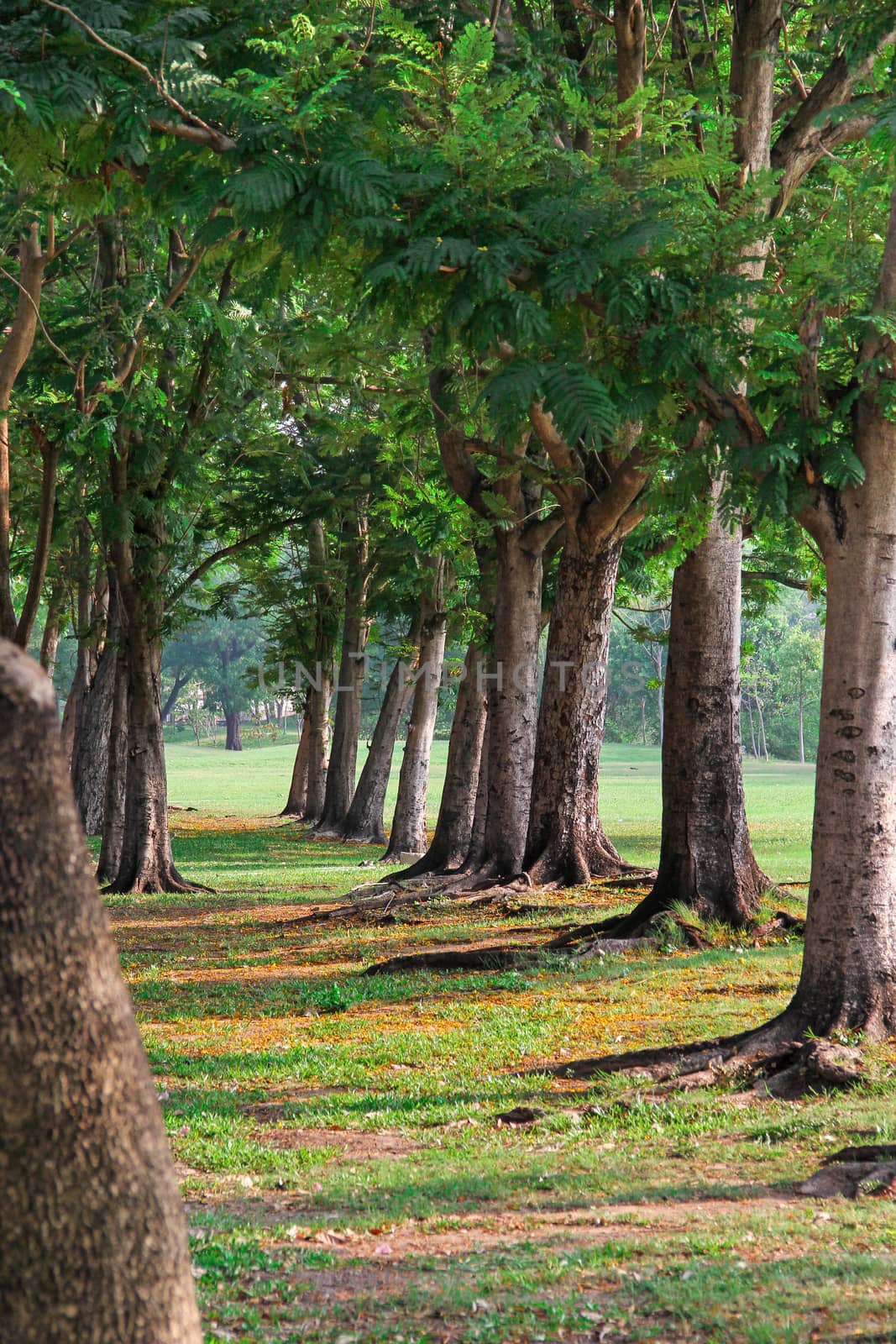 Tunnel of green trees in the park