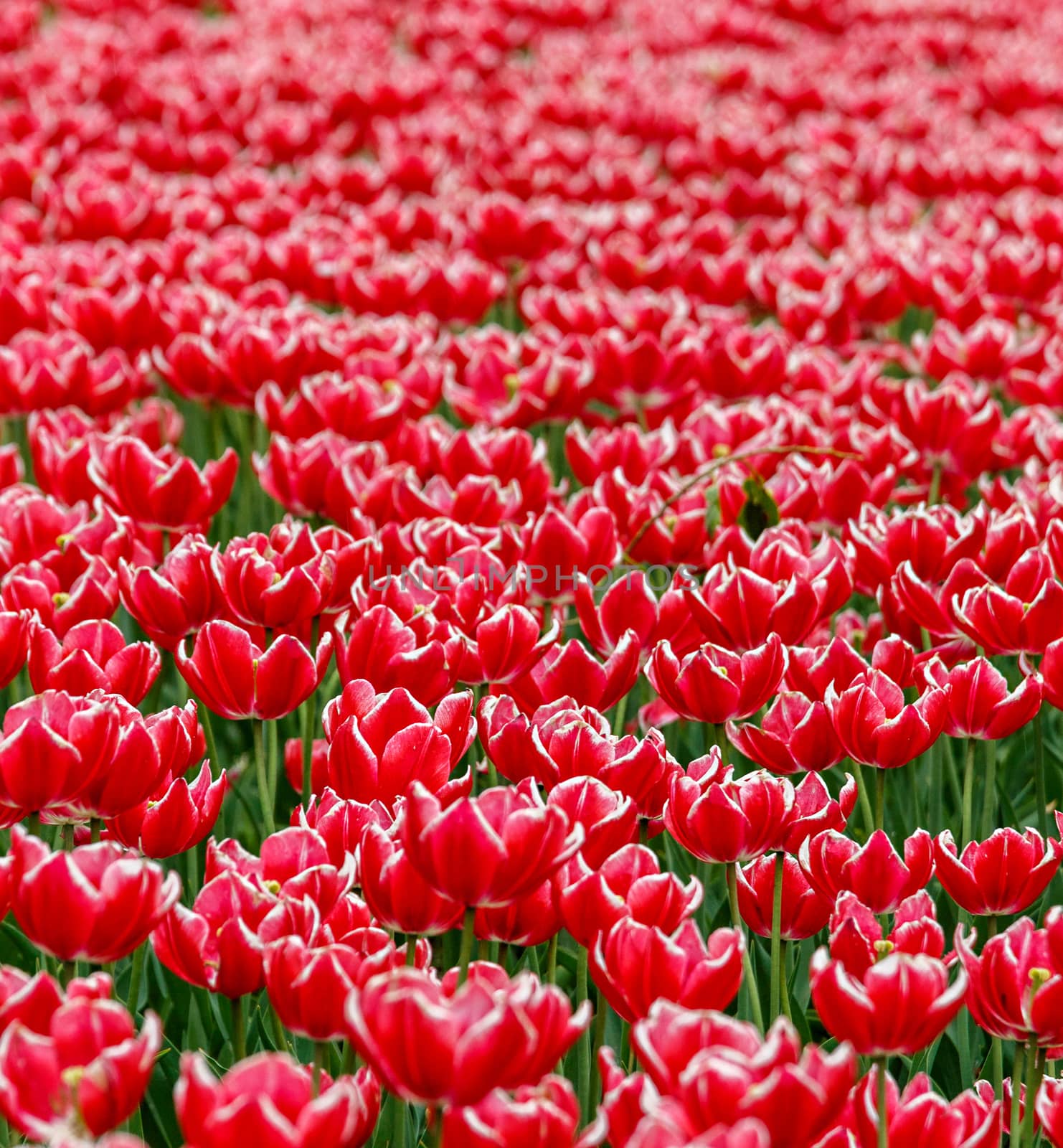 Field of red tulips by dpetrakov