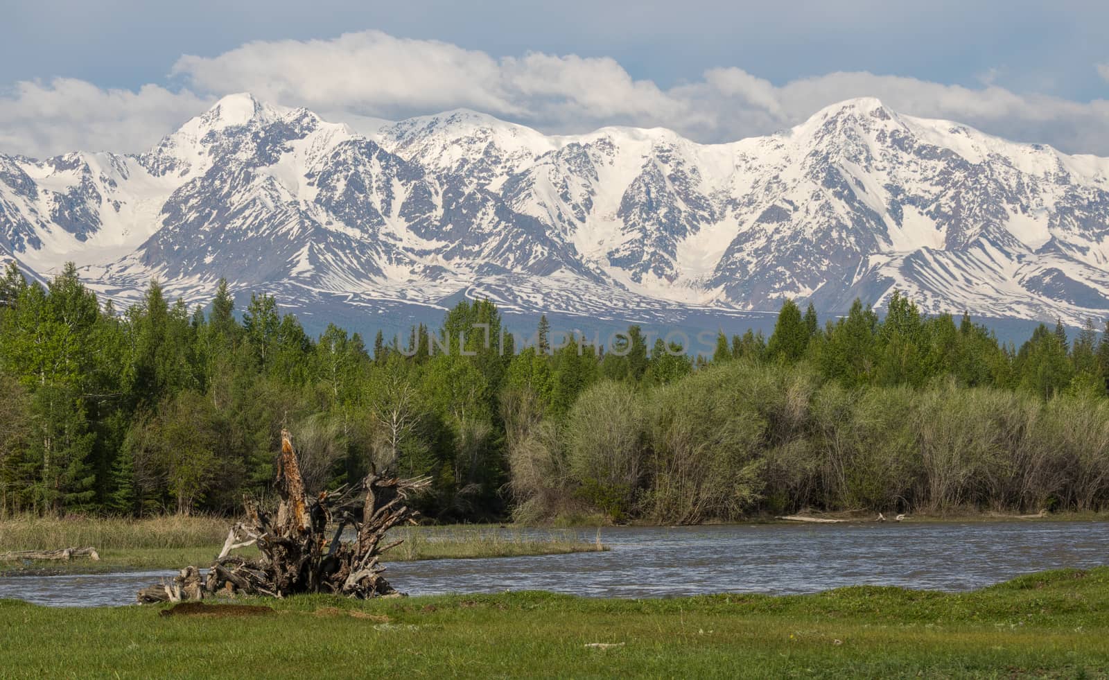 The mountain river, against the woody mountains, originating from a thawing glacier. Western Siberia, Altai mountains.