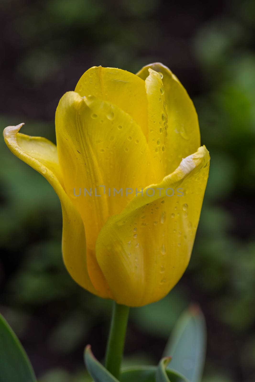 Yellow tulip by dpetrakov