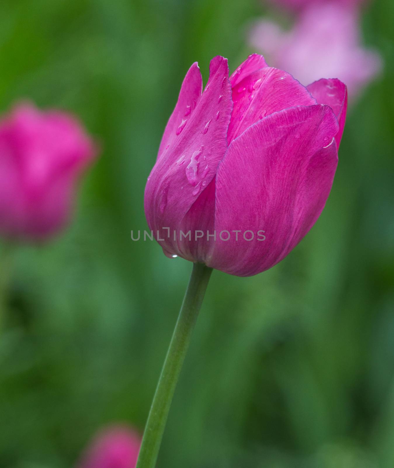 Beautiful pink tulip growing in the garden after the rain
