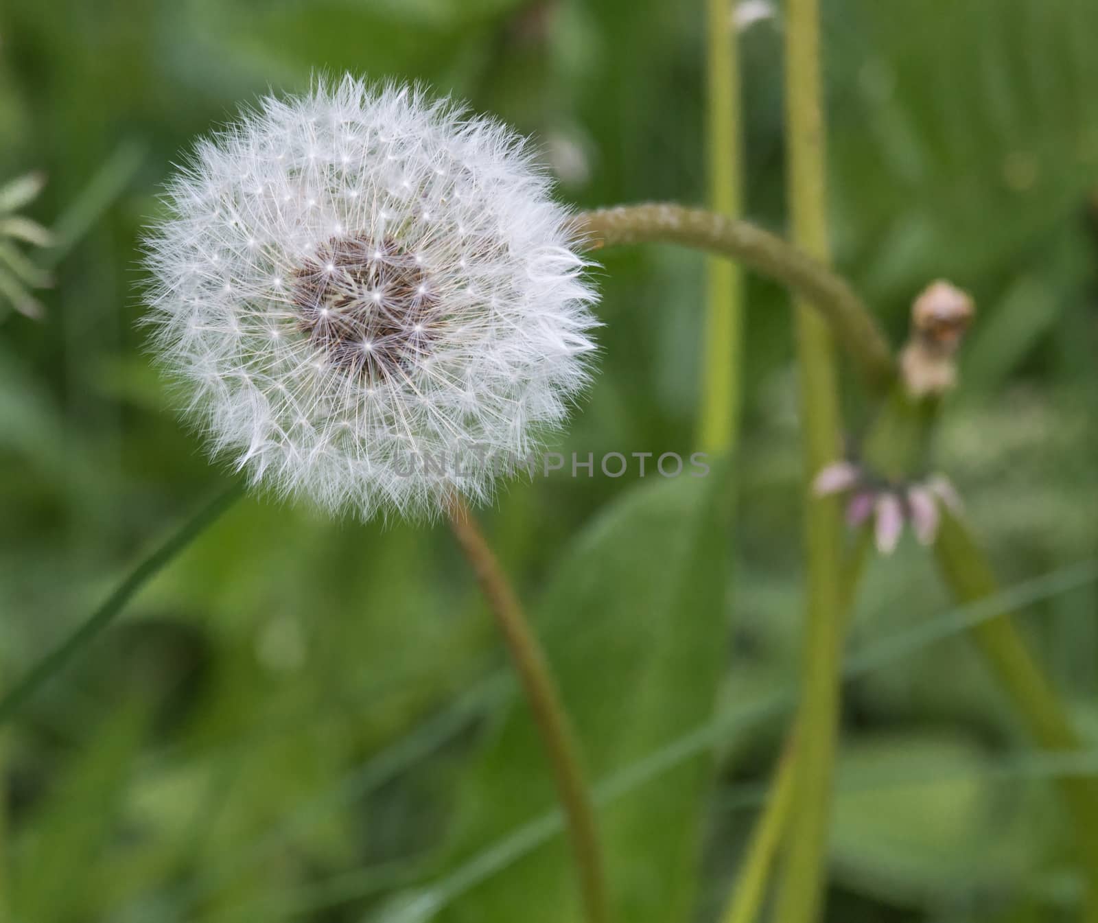 White dandelion growing in a field in spring. Macro photo of seeds, which are ready to fly.