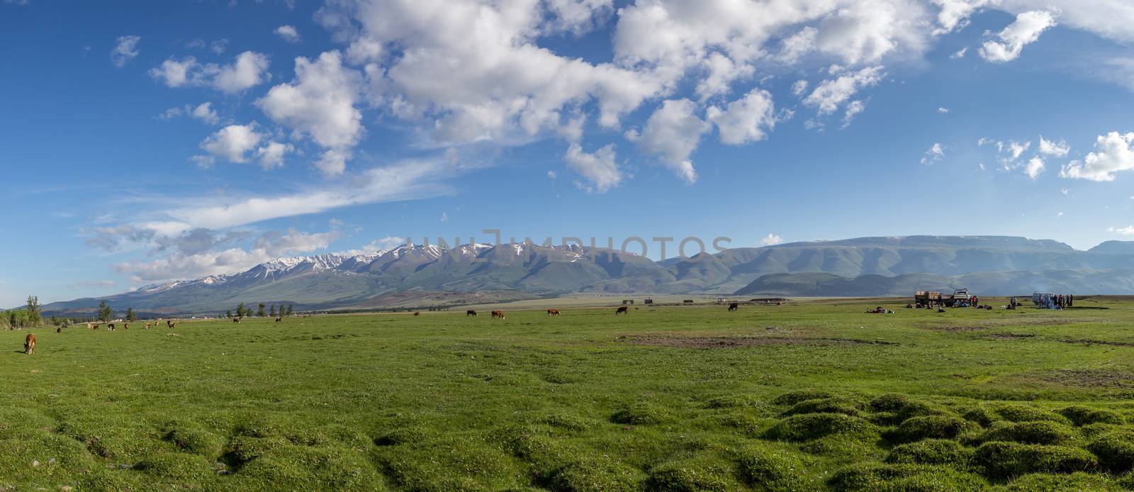 The idyllic landscape: cow grazing and tourists pack their tent  by dpetrakov