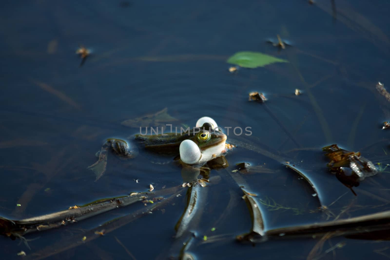 Croaking frog in a swamp by dpetrakov