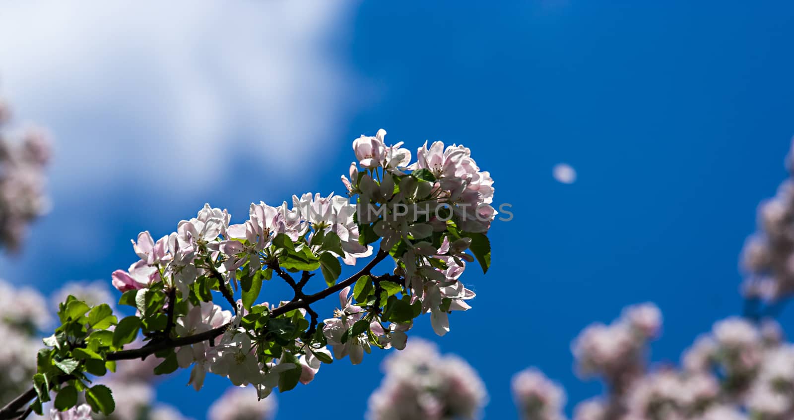 Branches of blossoming tree with pale pink flowers