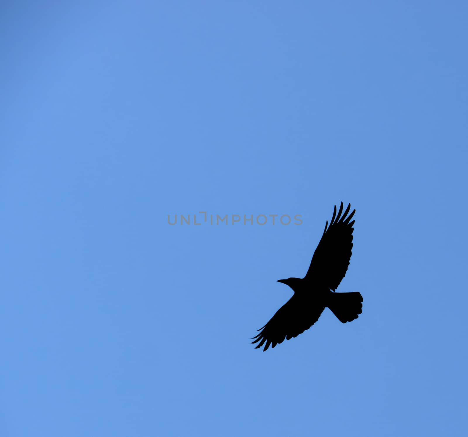 A black crow flies at the blue sky by dpetrakov