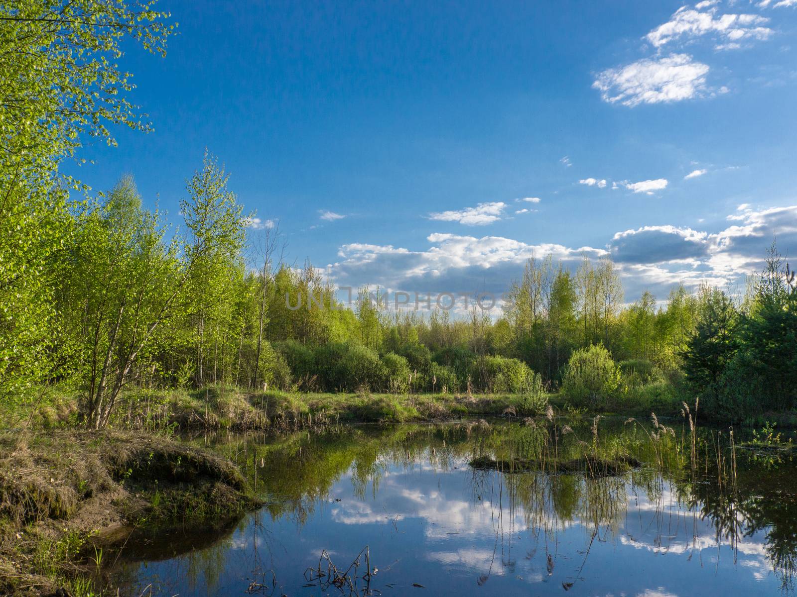 Forest lake under blue cloudy sky