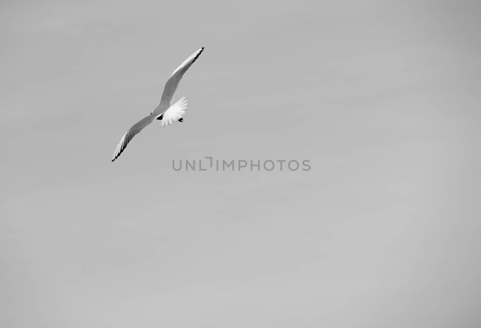 Single seagull in flight on grey sky