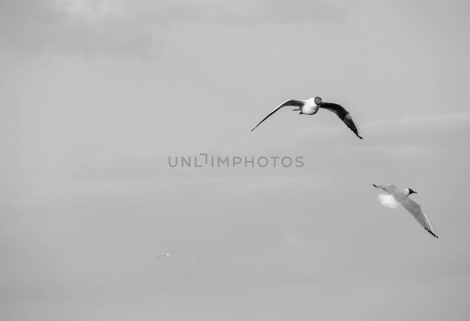 Seagulls in flight on grey sky
