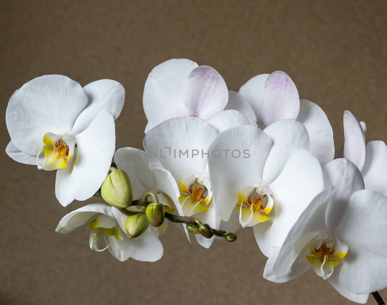 White orchid flowers