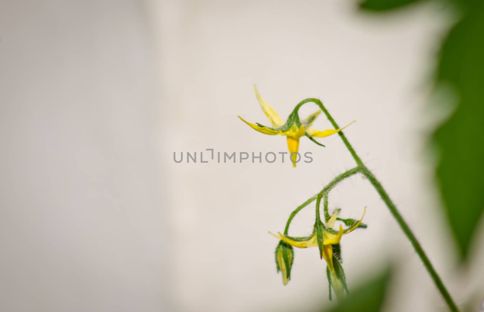 close up of yellow tomato plant flower in the garden