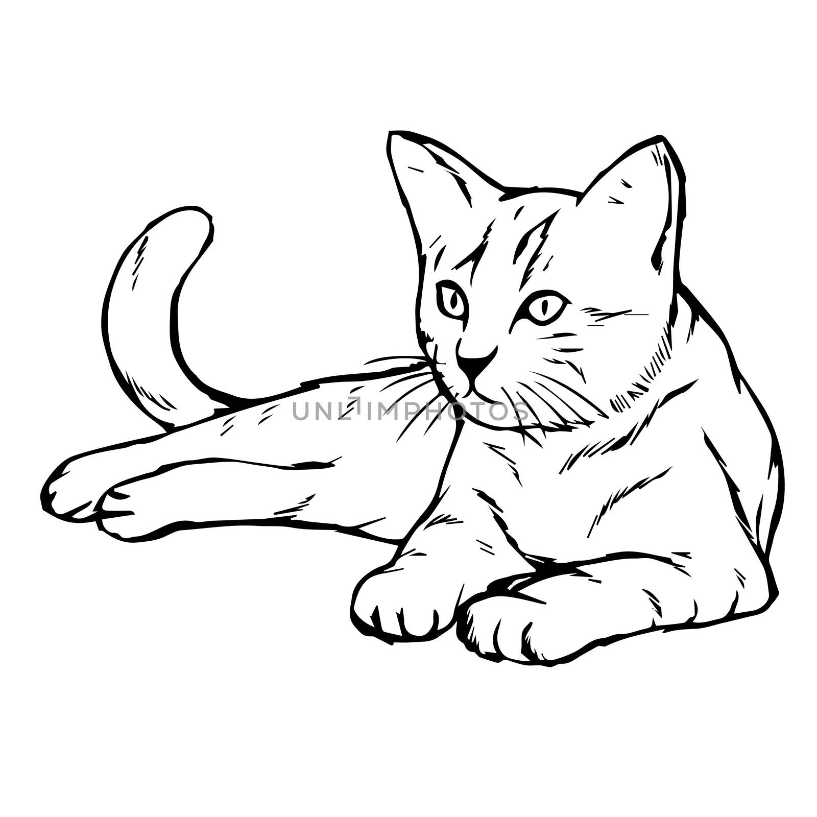 freehand sketch illustration of cat, kitten doodle hand drawn