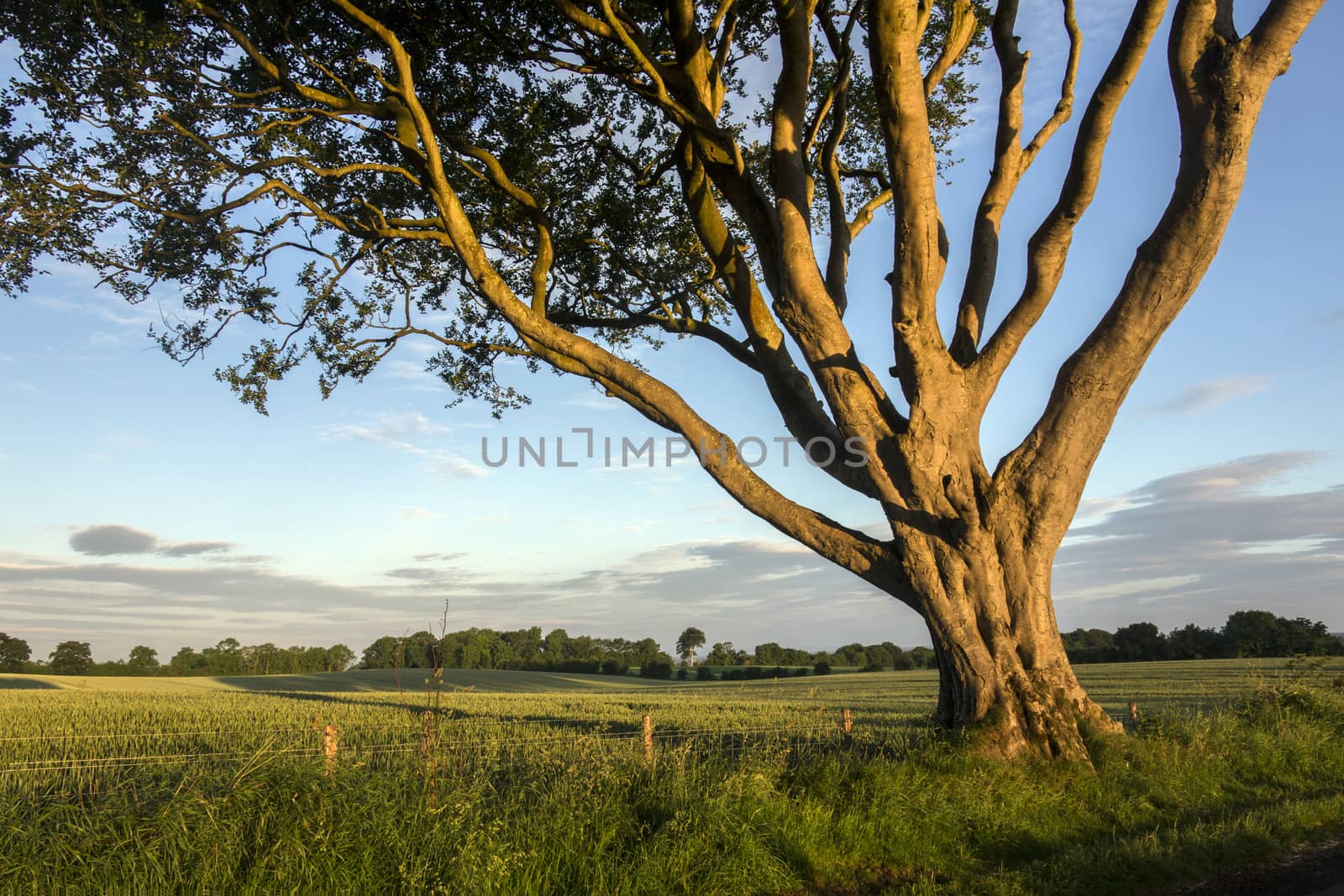 Early morning sunlight on the trees and fields of rural Ireland - County Antrim in Northern Ireland.