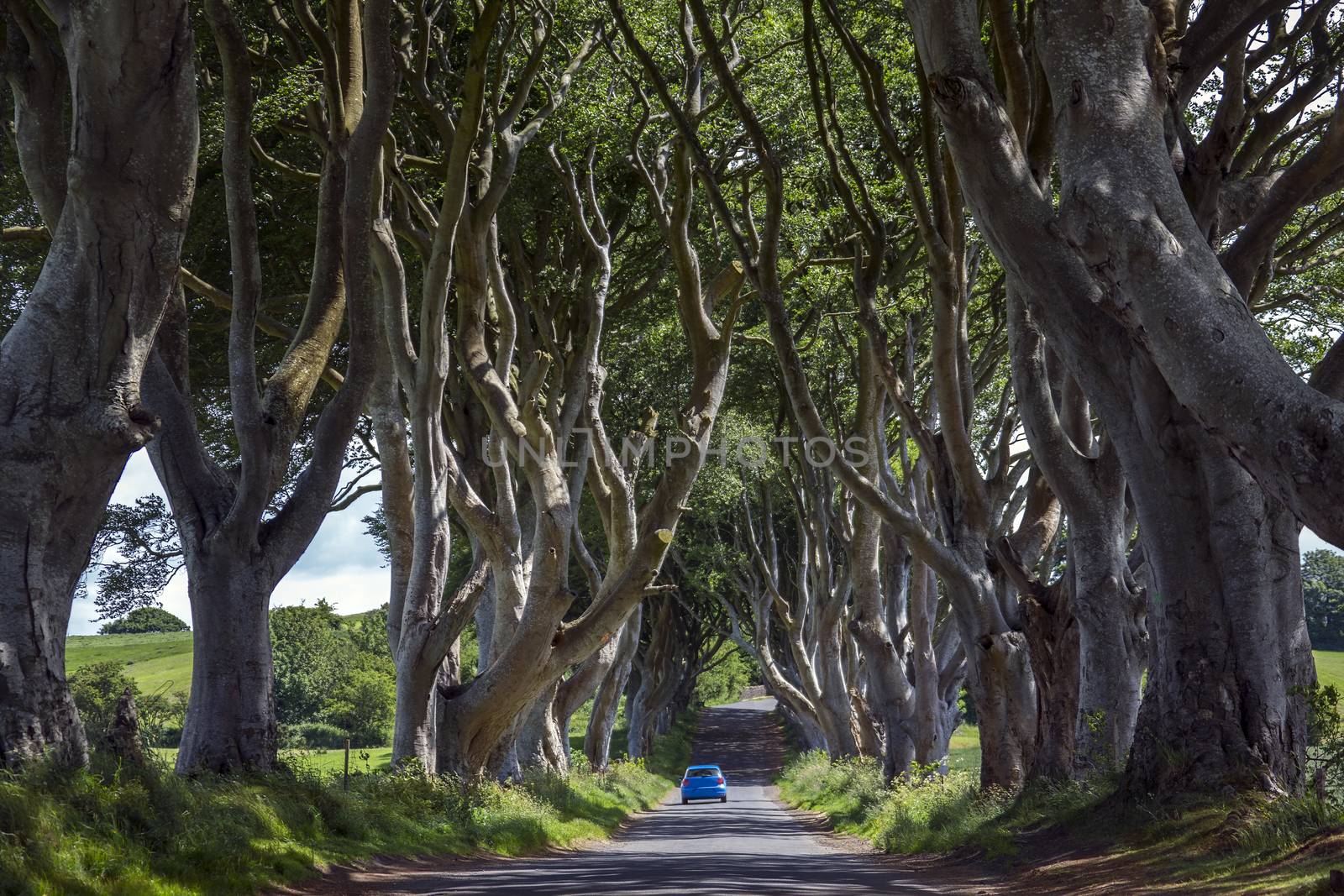 The 'Dark Hedges' - an avenue of ancient trees in County Antrim in Northern Ireland.