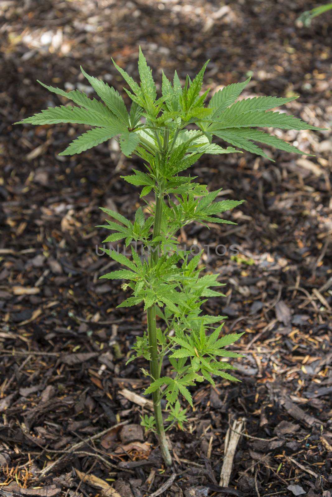 Cannabis Plant - Cannabis has long been used for hemp fibre, for hemp oils, for medicinal purposes, and as a recreational drug. Industrial hemp products are made from cannabis plants selected to produce an abundance of fiber. To satisfy the UN Narcotics Convention, some cannabis strains have been bred to produce minimal levels of tetrahydrocannabinol (THC), the principal psychoactive constituent. Many plants have been selectively bred to produce a maximum of THC (cannabinoids), which is obtained by curing the flowers. Various compounds, including hashish and hash oil, are extracted from the plant