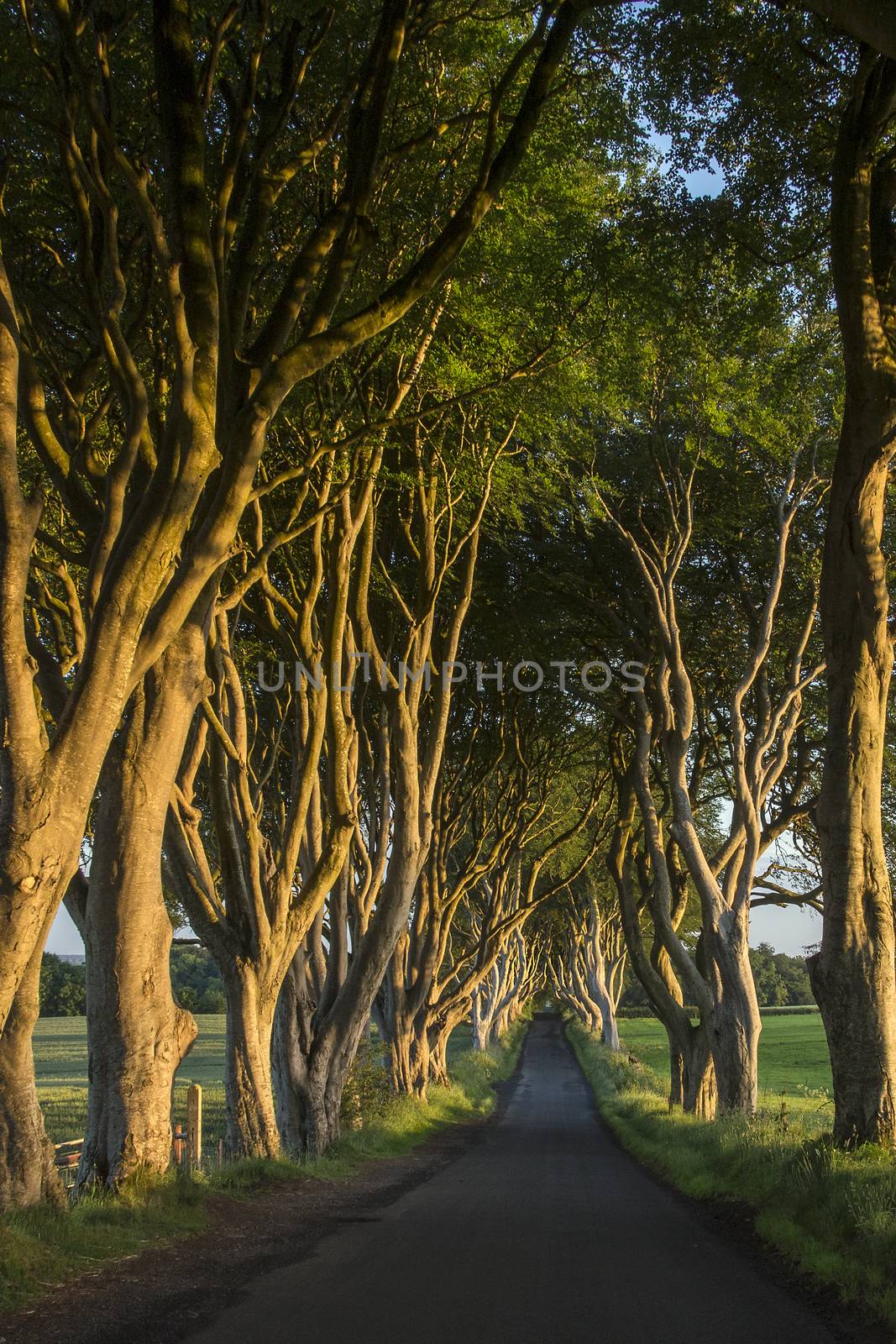 Early morning sunlight on the 'Dark Hedges' - an avenue of ancient trees in County Antrim in Northern Ireland.