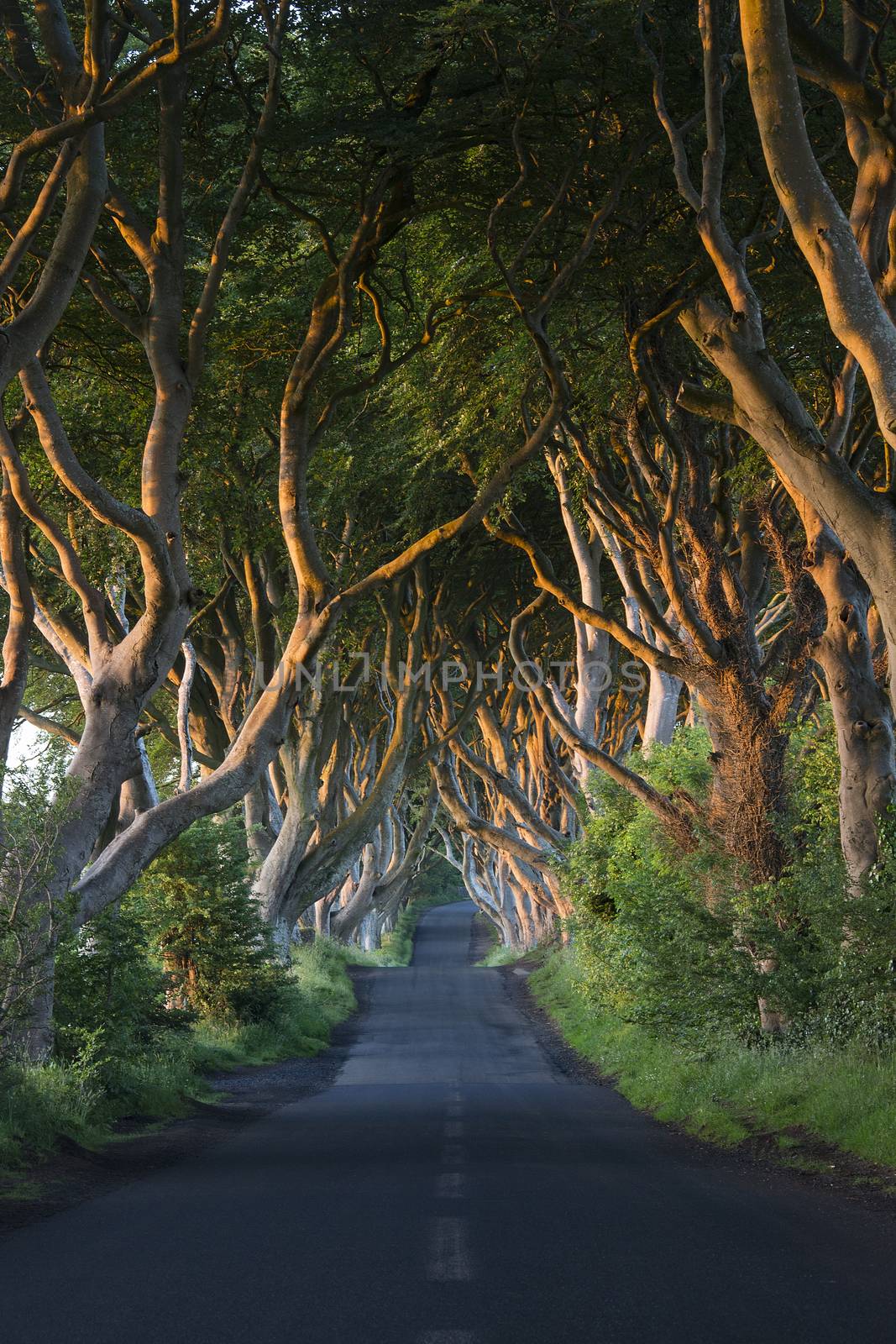 Early morning sunlight on the 'Dark Hedges' - an avenue of ancient trees in County Antrim in Northern Ireland.