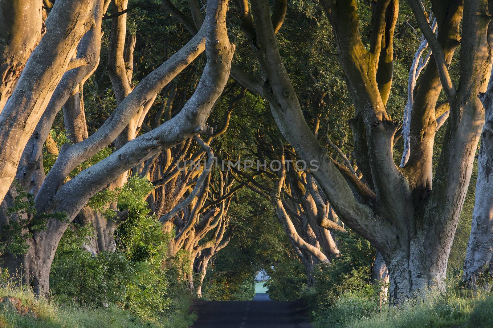 The Dark Hedges - County Antrim - Northern Ireland by SteveAllenPhoto