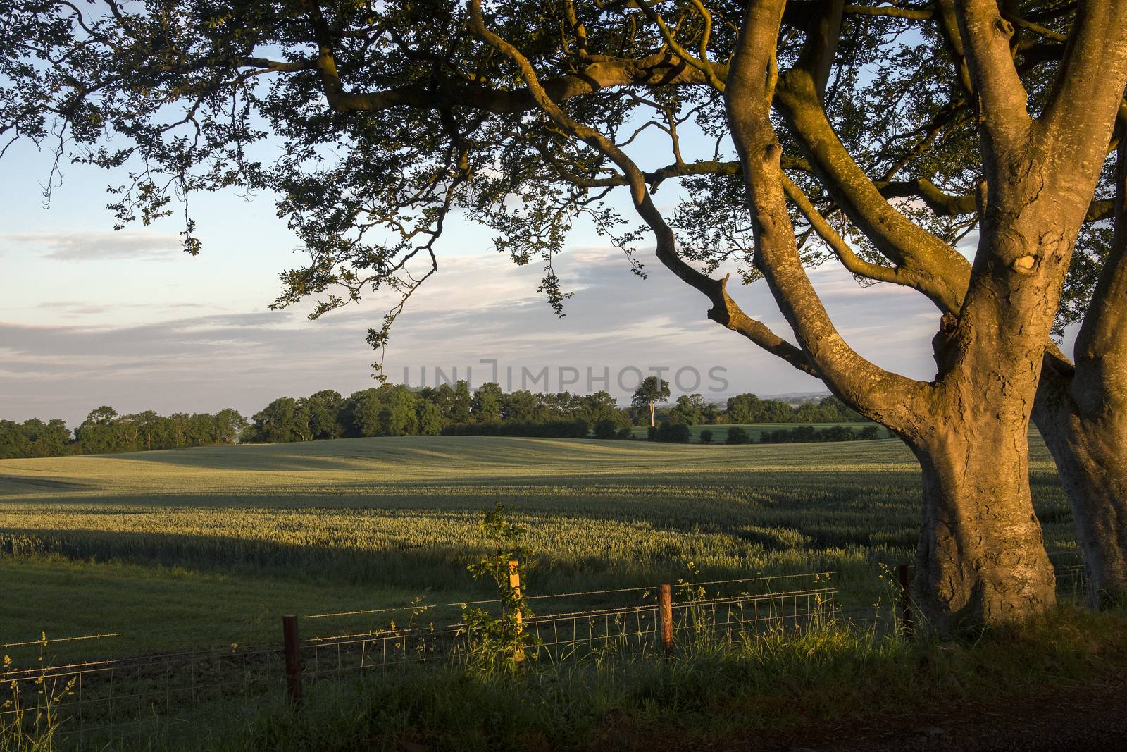 Early morning sunlight on the trees and fields of rural Ireland - County Antrim in Northern Ireland.