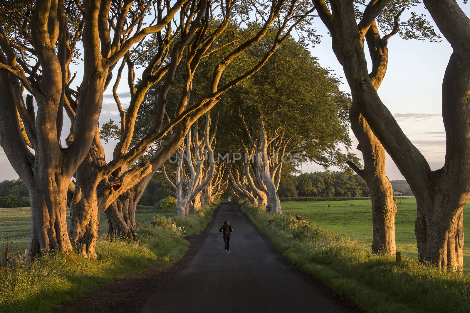 Early morning sunlight on the 'Dark Hedges' - an avenue of ancient trees in County Antrim in Northern Ireland.