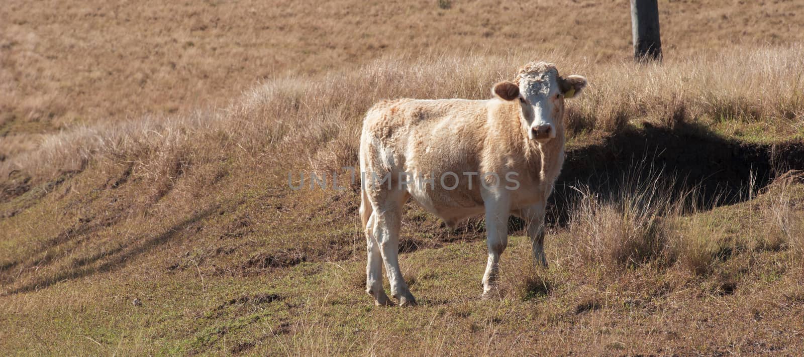 Cow in the paddock during the day in Queensland