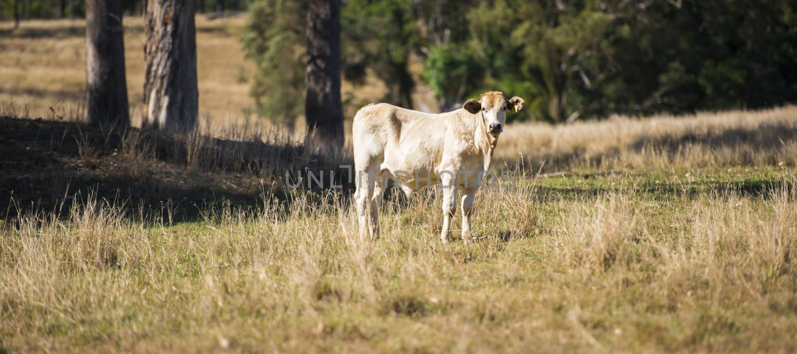 Cow in the paddock during the day in Queensland