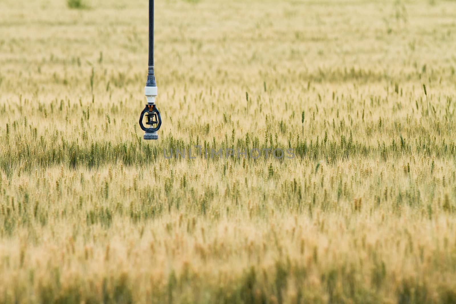 close up of the sprinkler hanging above the wheat field