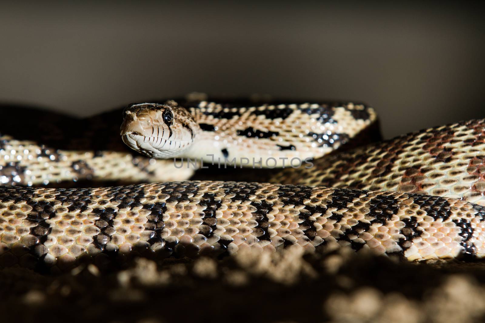 how do you keep yourself safe around snakes