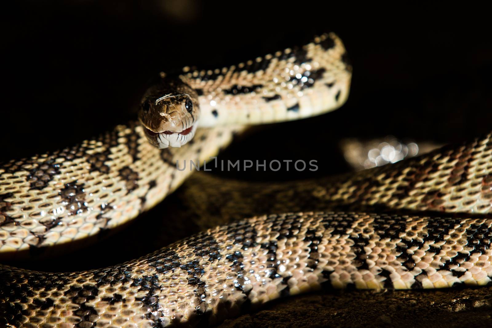 a snake can be hidden and strike at night