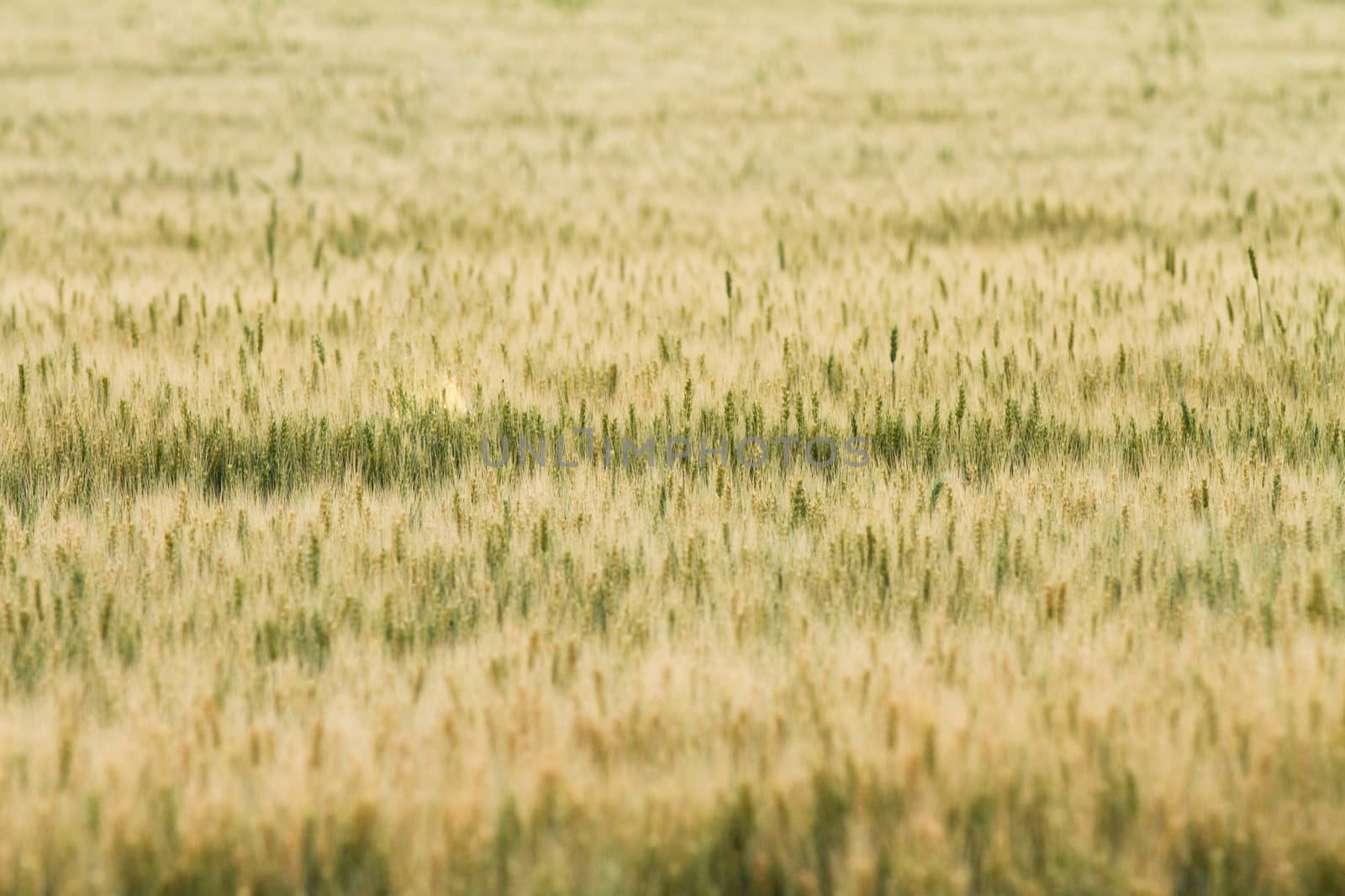 wheat as far as the eye can see