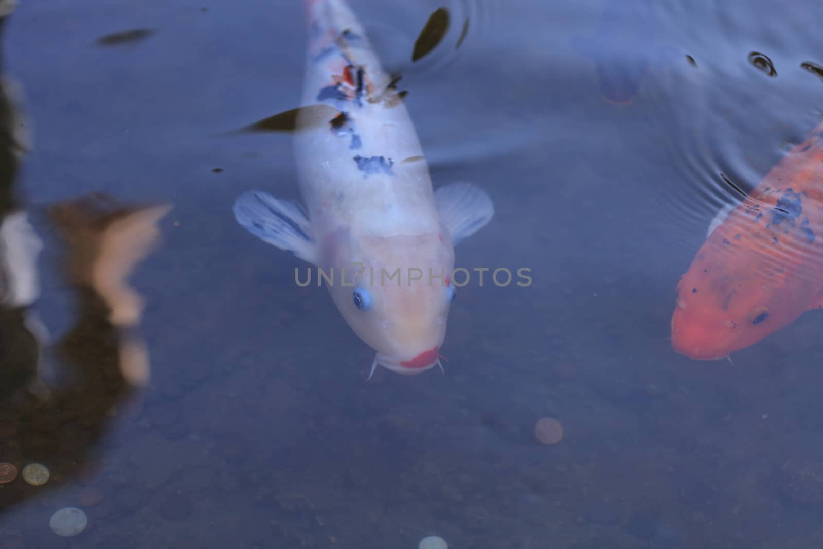 Koi fish, Cyprinus carpio haematopterus, eating in a koi pond in Japan