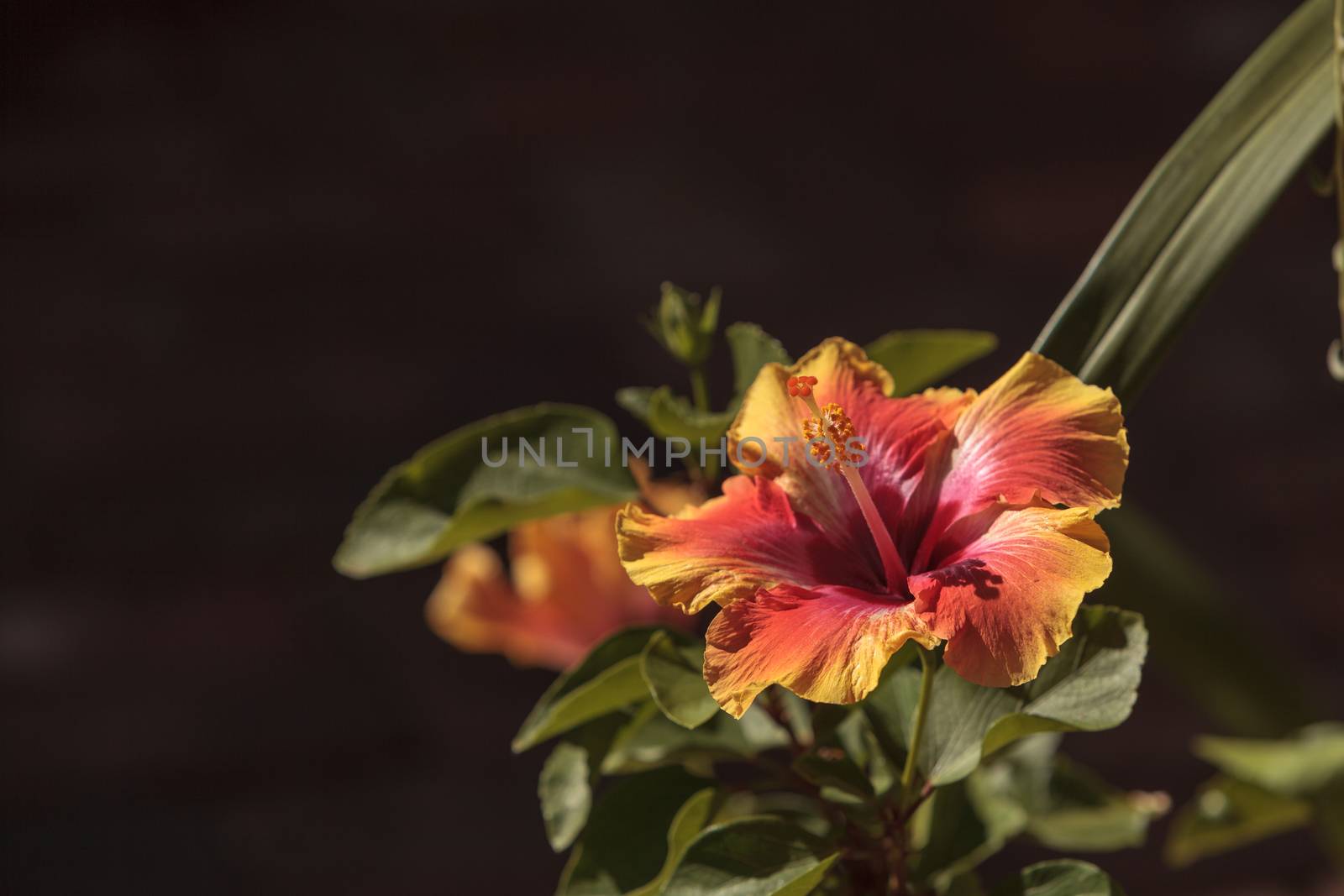 Sunset Hibiscus flower by steffstarr