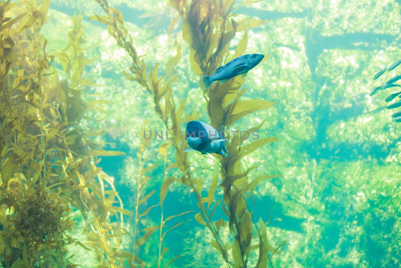 Fish swim around a kelp forest in a large saltwater ocean aquarium