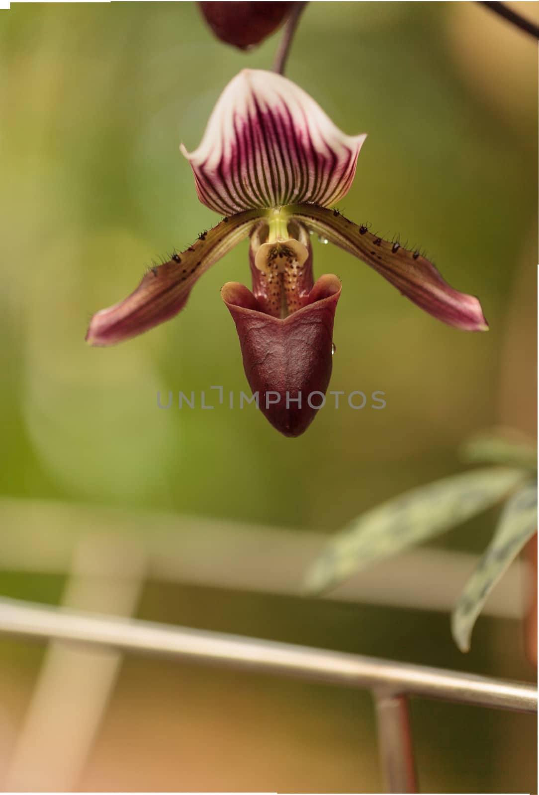 Lady Slipper Orchid flower by steffstarr