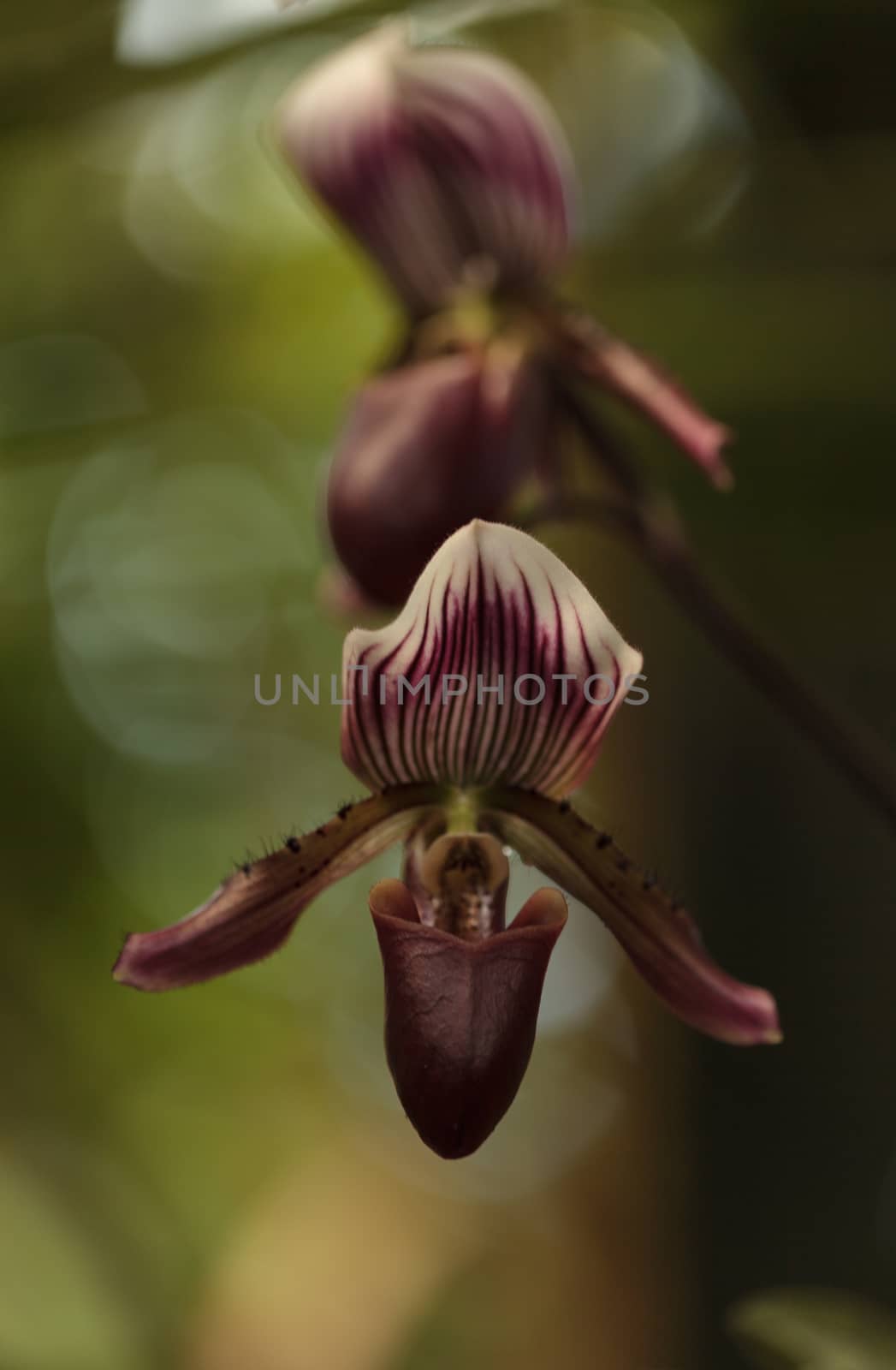 Lady Slipper Orchid flower by steffstarr