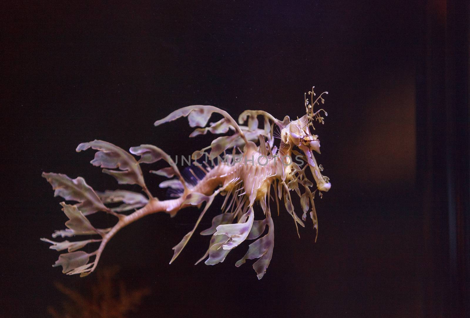 leafy seadragon by steffstarr
