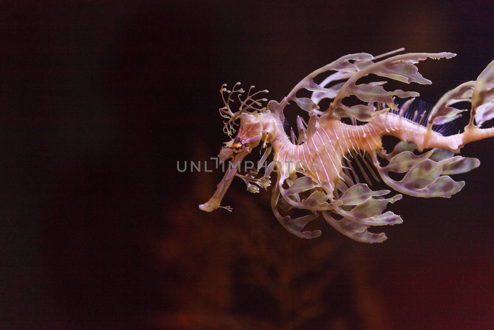 The leafy seadragon, Phycodurus eques, is often yellow and has many leaf-like appendages to help it blend in with kelp in the ocean.