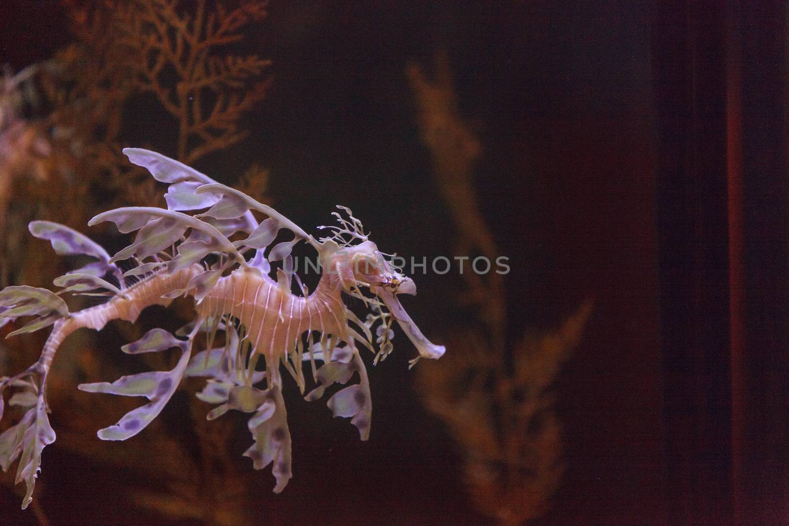 leafy seadragon by steffstarr