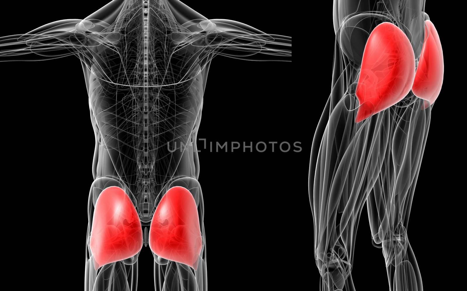 medical  illustration of the gluteus maximus