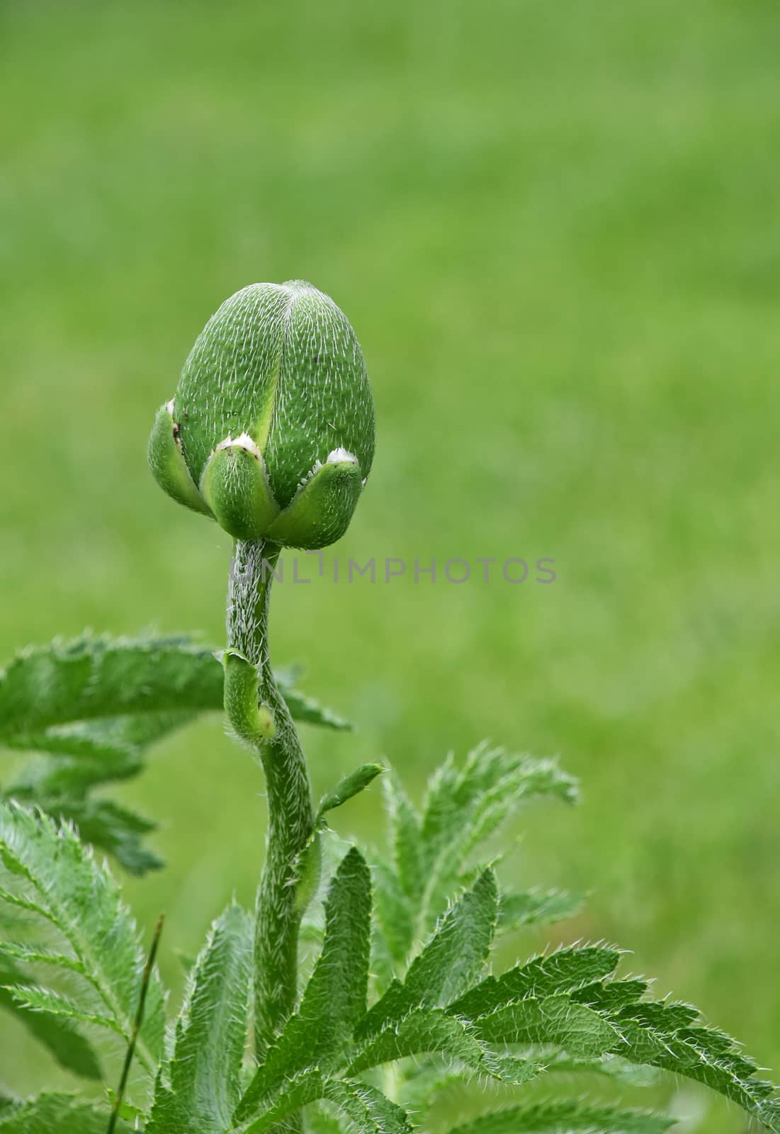 One unopen big garden poppy Papaver flower button bud and leaves over green grass background