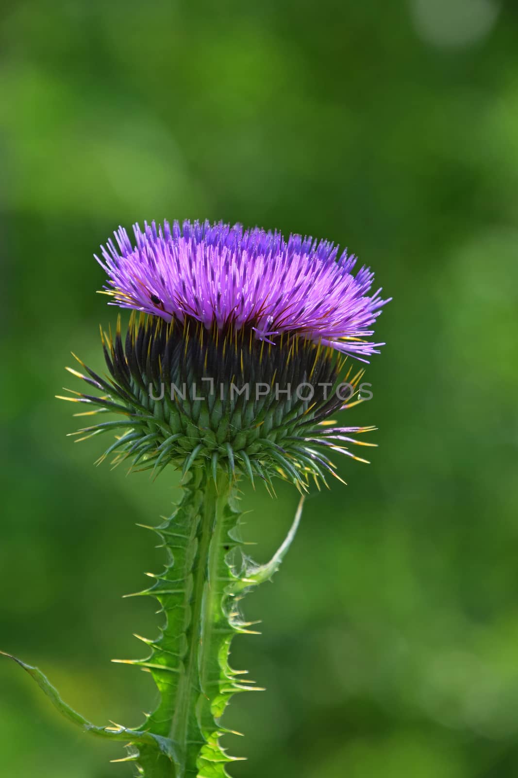 One big purple thistle flower head, egret with thorns in summer meadow over green background