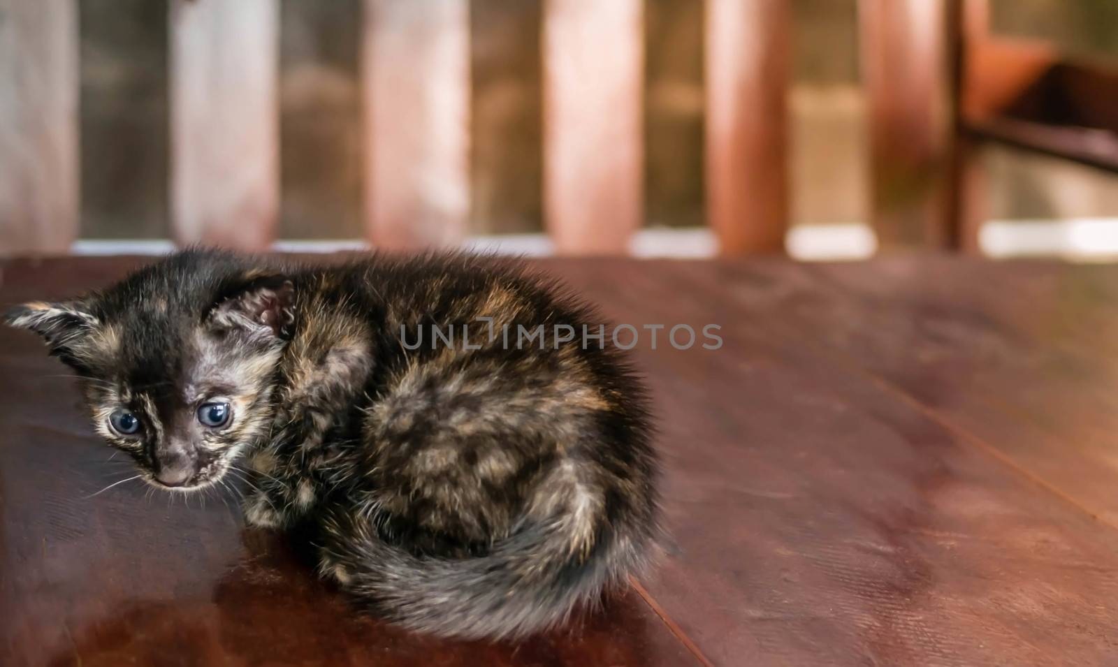 little striped kitten on a wooden board background