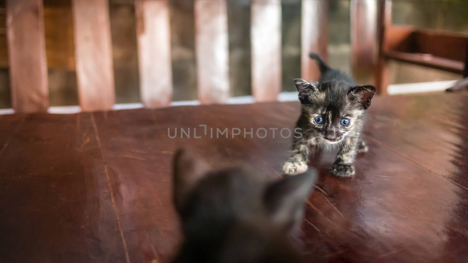 little striped kitten on a wooden board background