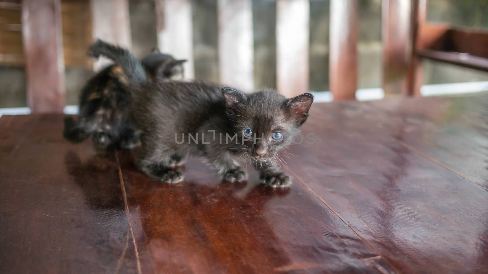 mom-cat is licking her black kitten , selective focus
