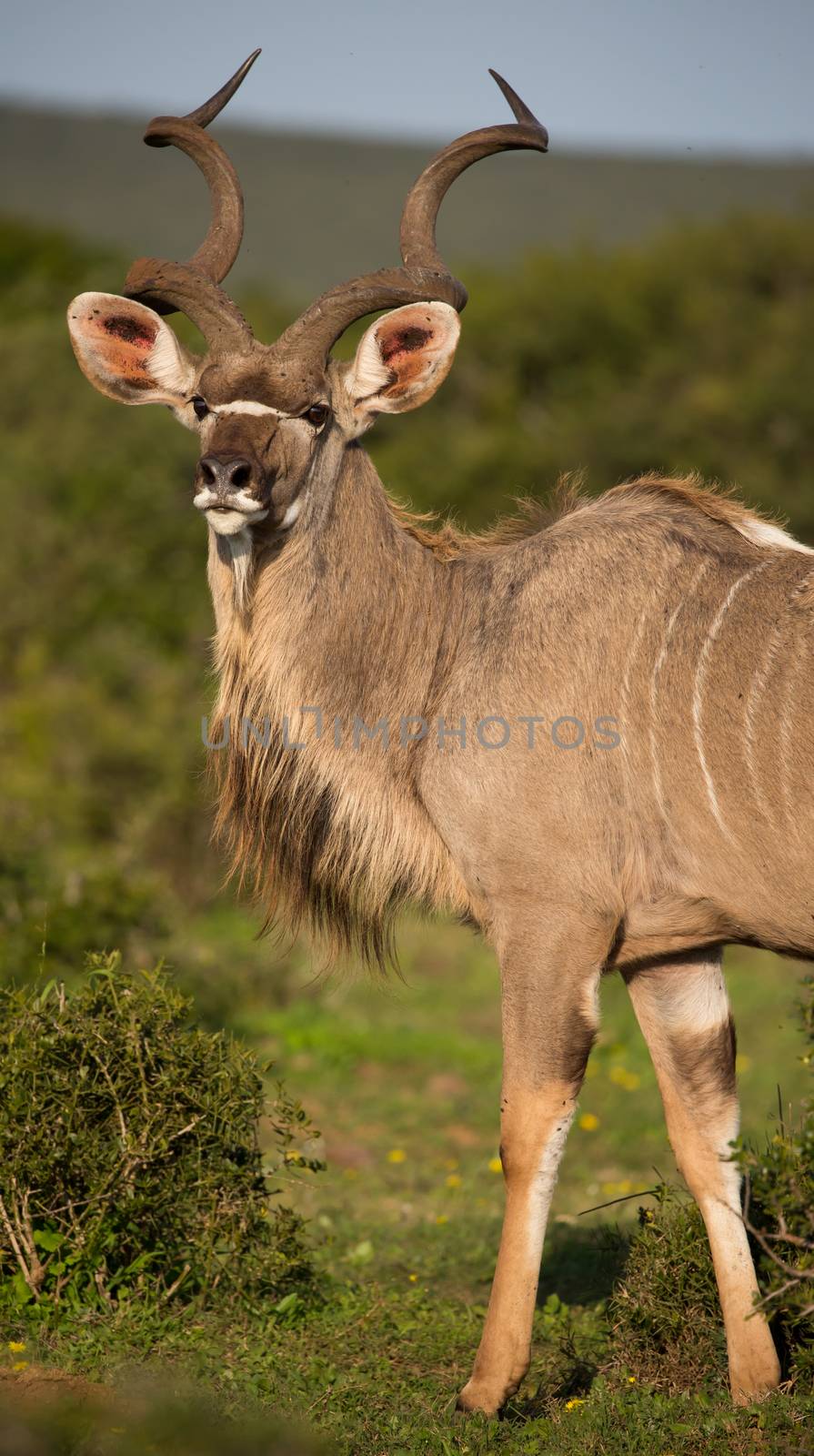 Male Kudu Antelope with Long Horns by fouroaks